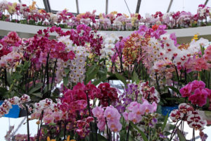 Colorful orchids in flowerpots on flower show